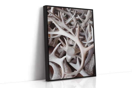 Antlers Tell Tales Of Winter