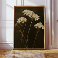 Queen Annes Lace in Late Autumn Light