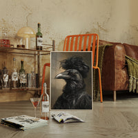 Elegantly Dressed Raven in Lace