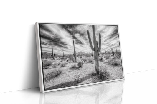 Saguaro Silence in Black and White
