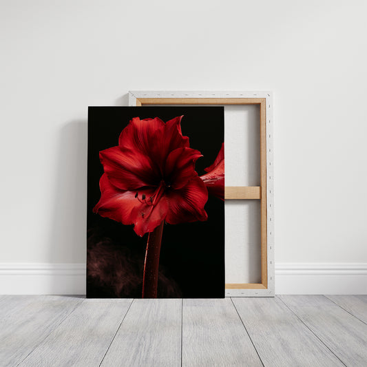 Amaryllis in Full Crimson Bloom