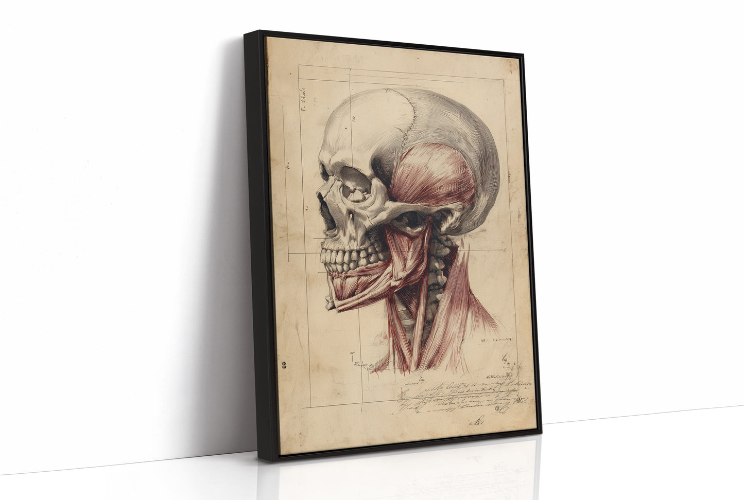 Anatomy Illuminated Against Darkness