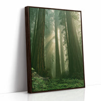 Sunbeams Through Redwood Forest