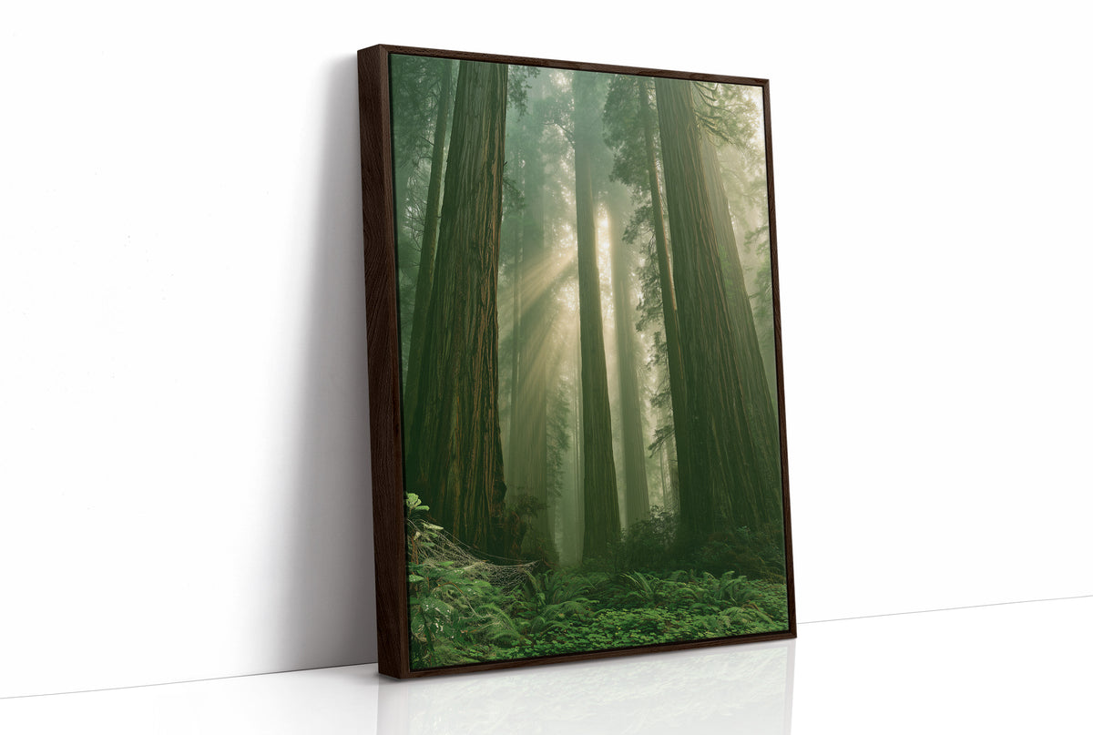 Sunbeams Through Redwood Forest