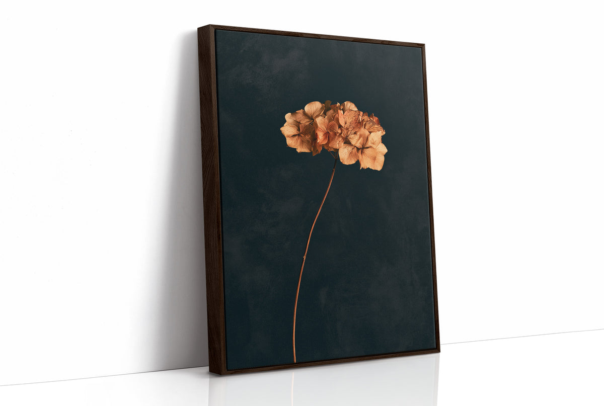 Dried Hydrangea Dark Still Life