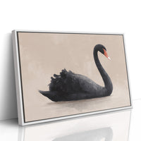 Black Swan Glides Through Blush Dawn