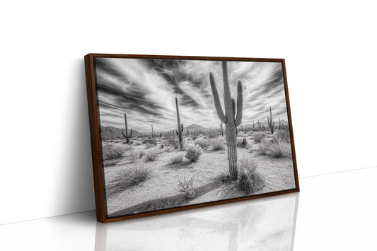 Saguaro Silence in Black and White