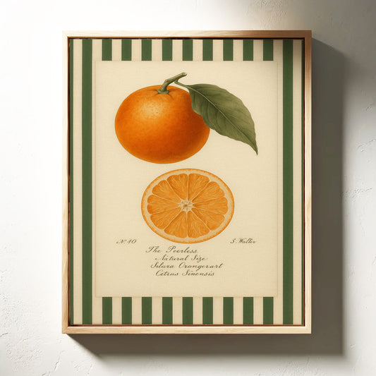 Vintage Orange Slice Botanical Study