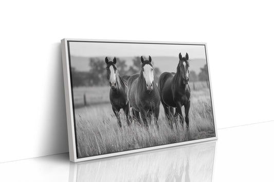 Three Mares Stand Among Prairie Grass