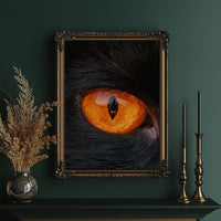 What the Cat's Eye Saw