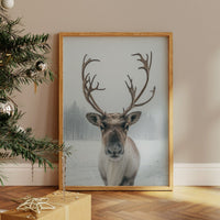 December's Gentle Northern Prince