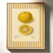 Florida Grapefruit Vintage Botanical Art