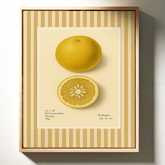 Florida Grapefruit Vintage Botanical Art