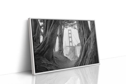 Ancient Trees Frame City Dreams