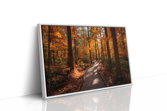 Autumn Path Weaves Golden Stories