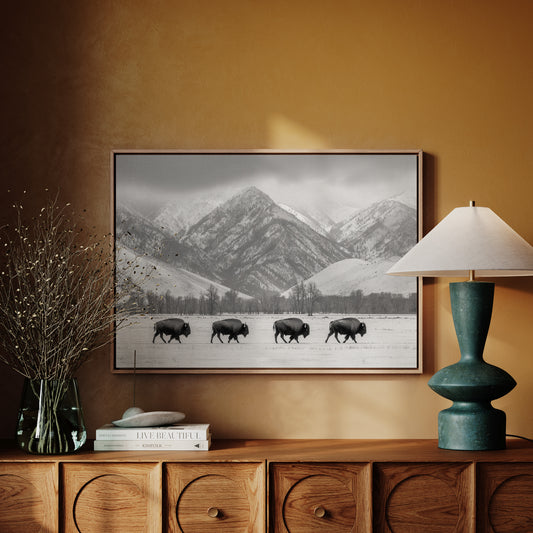 Where the Buffalo Roam