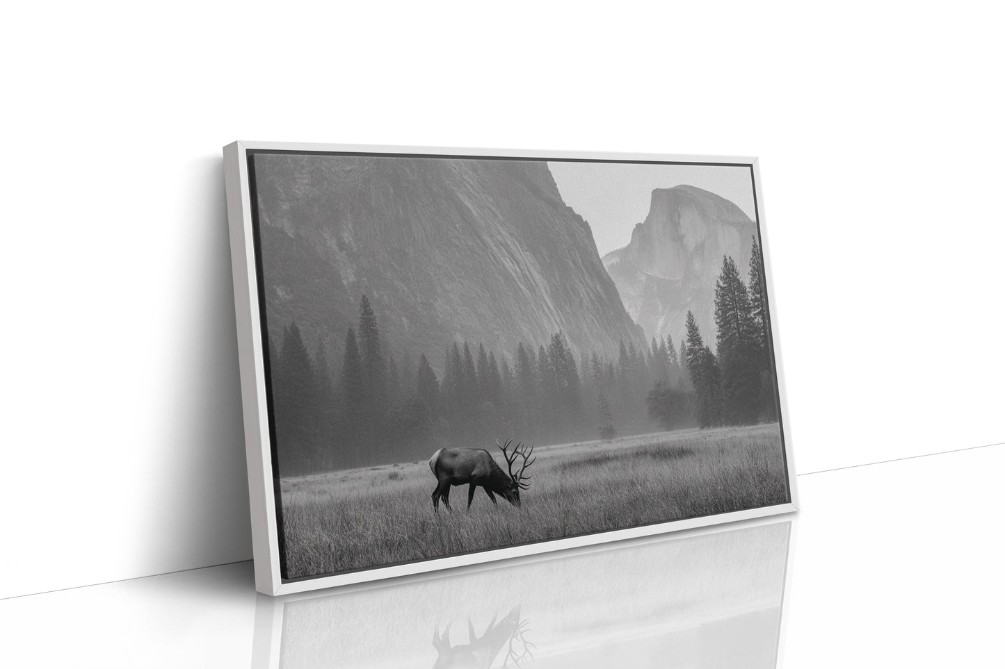 Lone Elk Graces Valley Floor