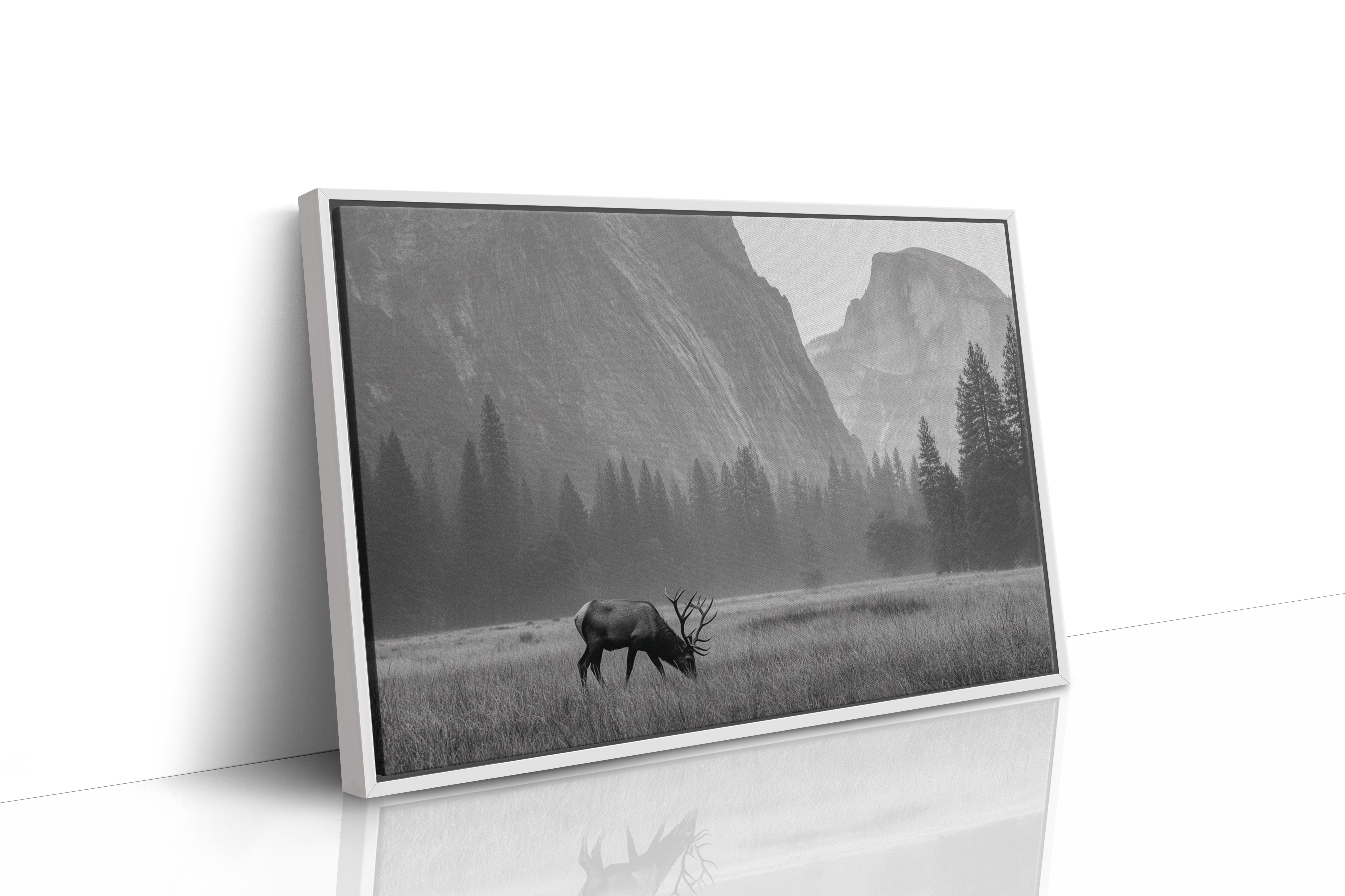 Lone Elk Graces Valley Floor