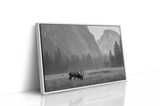 Lone Elk Graces Valley Floor