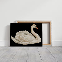 Swan, Study in White