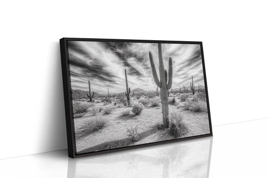 Saguaro Silence in Black and White