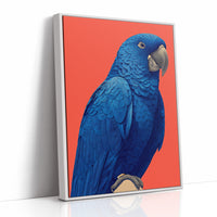 Cobalt Macaw Portrait