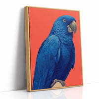 Cobalt Macaw Portrait