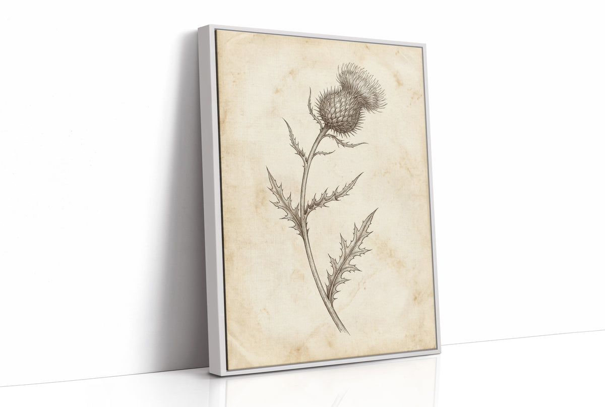 Thistle Study — Vintage Pen and Ink Botanical Print