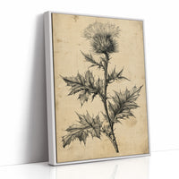 Thistle Study — Heavy Crosshatch Botanical Engraving