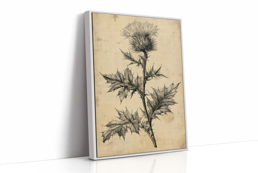 Thistle Study — Heavy Crosshatch Botanical Engraving