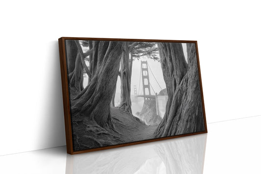 Ancient Trees Frame City Dreams