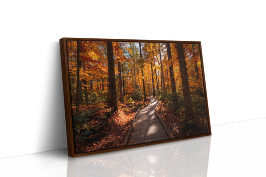 Autumn Path Weaves Golden Stories