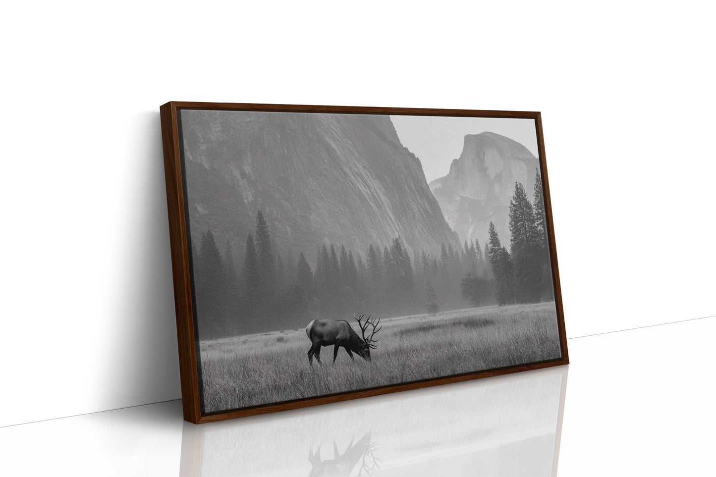 Lone Elk Graces Valley Floor
