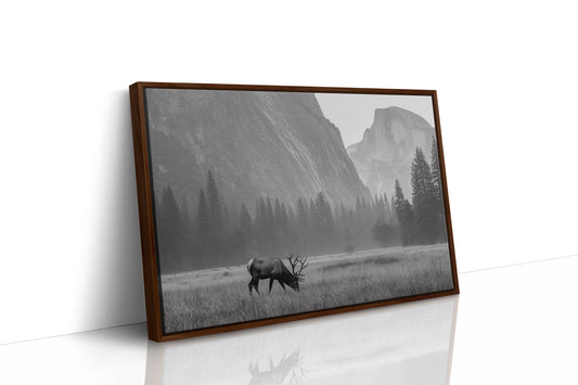 Lone Elk Graces Valley Floor