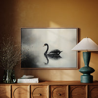 Black Swan Glides Through Morning Fog