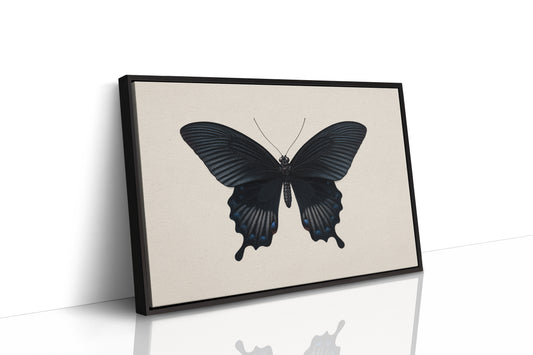 Midnight Sails On Velvet Wings