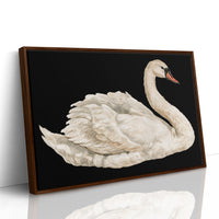 Swan, Study in White