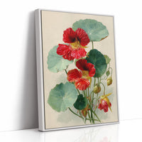 The Nasturtium Never Apologises