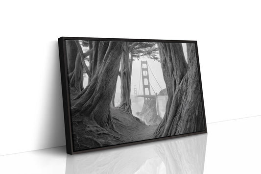Ancient Trees Frame City Dreams