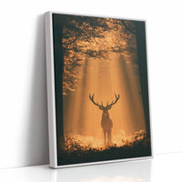 Where the Light Finds the Forest King