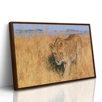 Lioness, Golden Grass Approach