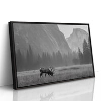Lone Elk Graces Valley Floor