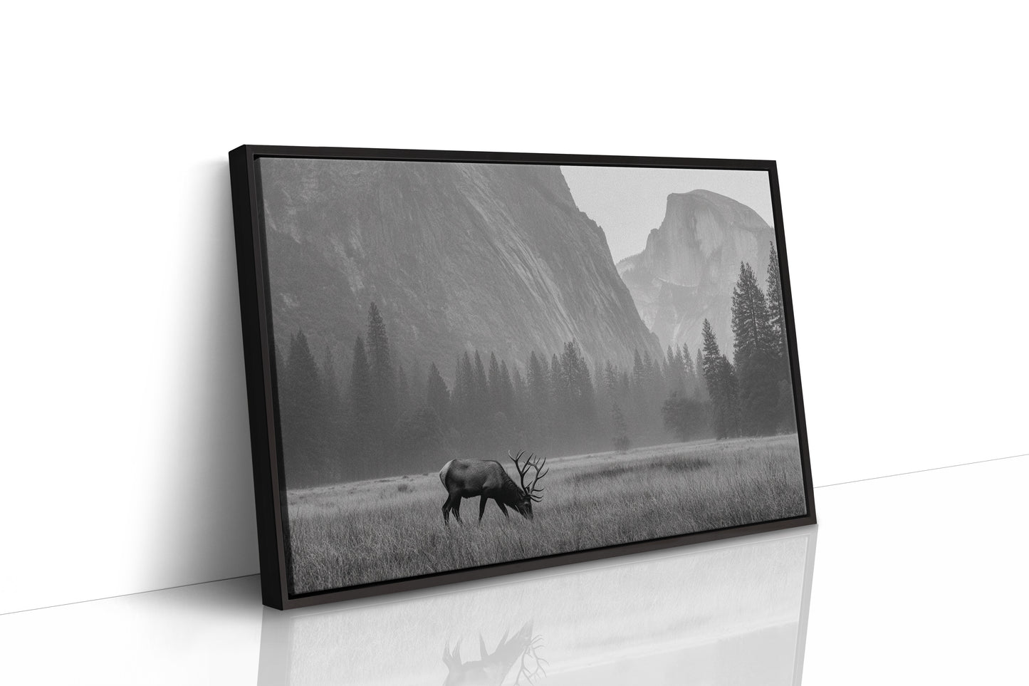 Lone Elk Graces Valley Floor