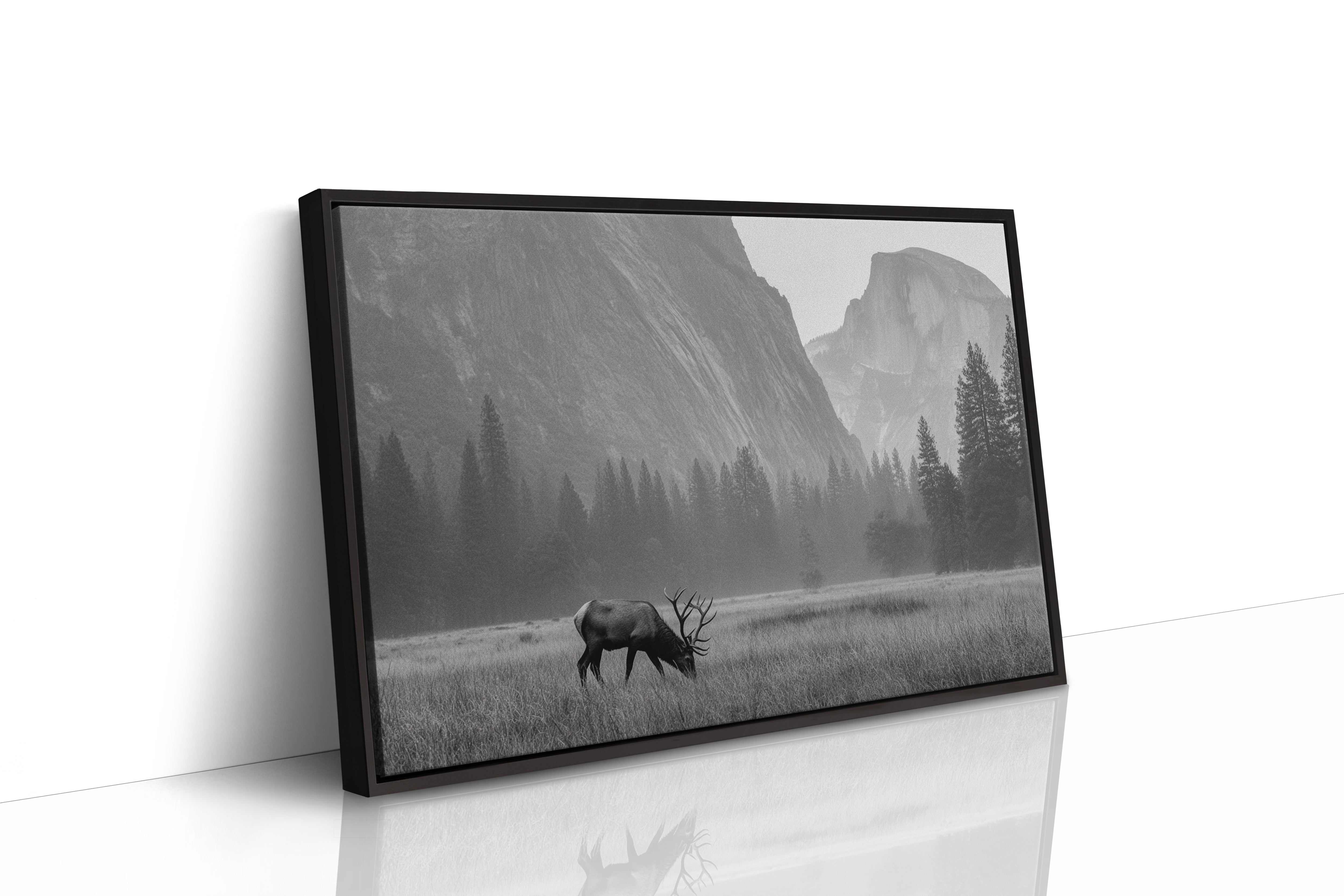 Lone Elk Graces Valley Floor