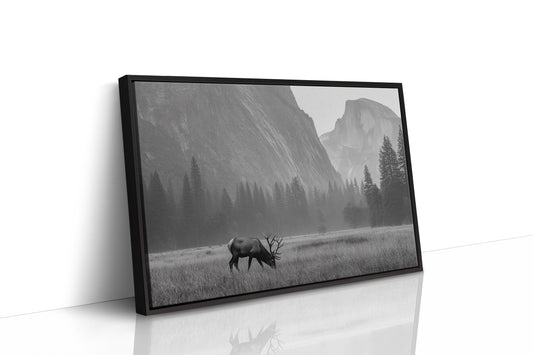 Lone Elk Graces Valley Floor
