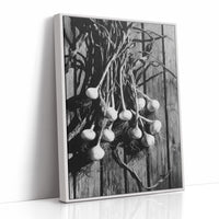 Garlic Hanging In Shadow