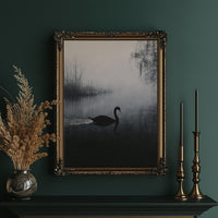 Black Swan on Silent Water
