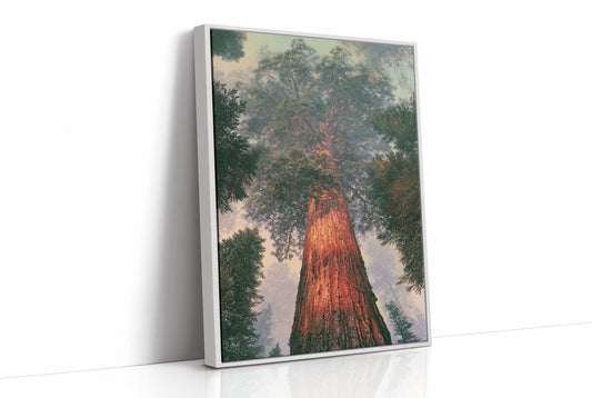 Cathedral of the Ancient Pine