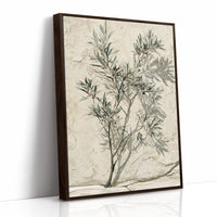 Olive Branch, Shadow on Plaster