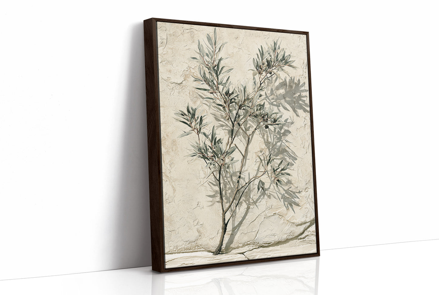 Olive Branch, Shadow on Plaster